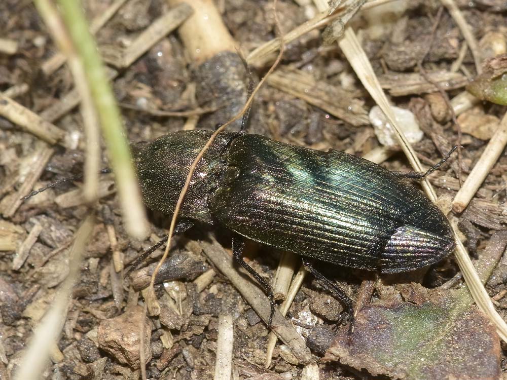 Elateridae quasi verde: Ctenicera sp.